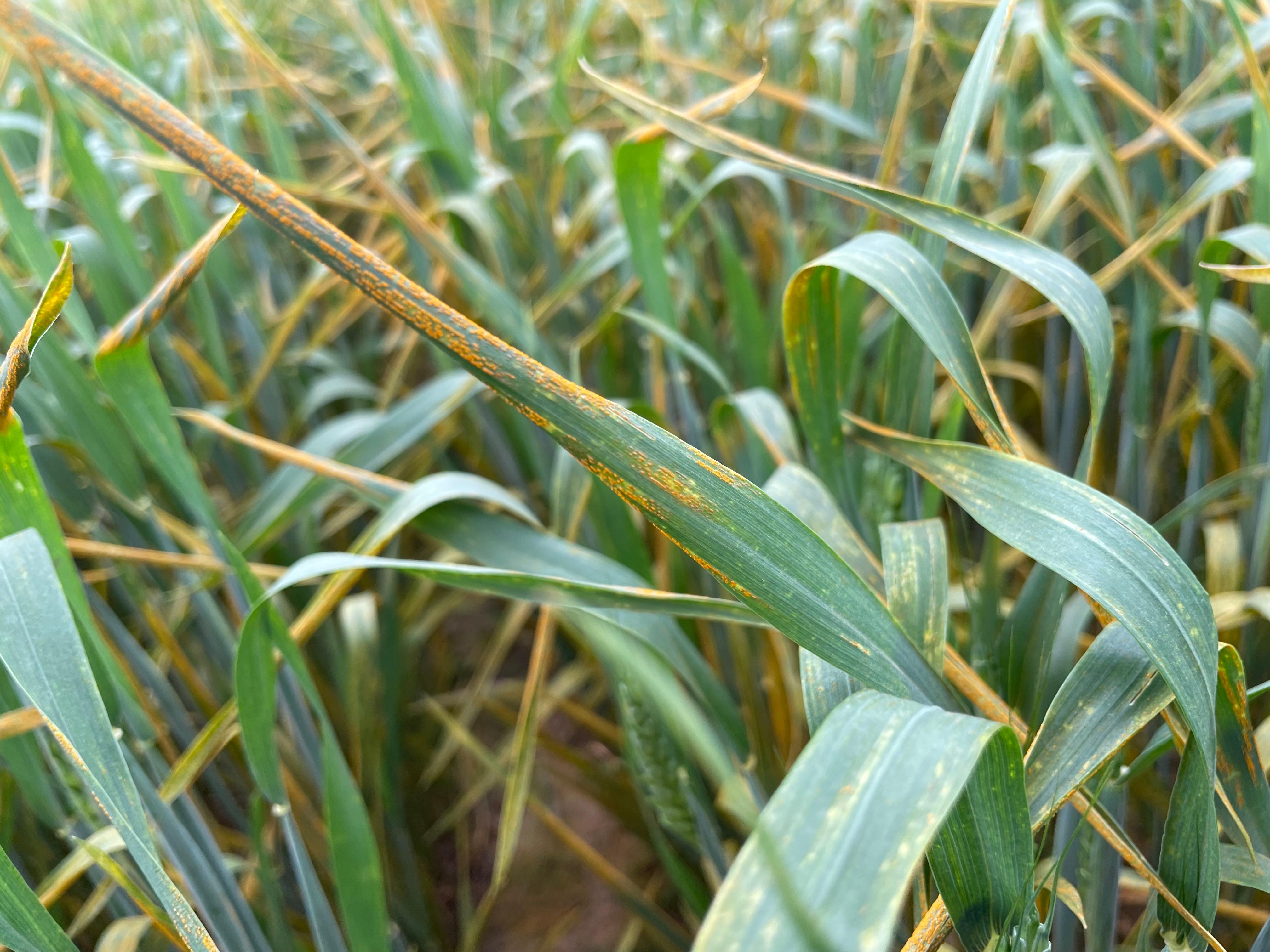 Closeup of rust on wheat.